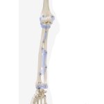 Skeleton model &quot;Toni&quot; with movable spine and ligaments