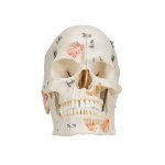 Dental Skull Model for Demonstration, 10 part - 3B Smart Anatomy