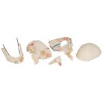 Dental Skull Model for Demonstration, 10 part - 3B Smart Anatomy