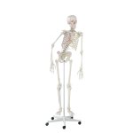 Skeleton model &quot;Peter&quot; with movable spine and muscle markings