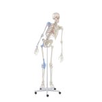 Skeleton model &quot;Max&quot; with movable spine, muscle markings and ligaments