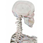 Skeleton model &quot;Max&quot; with movable spine, muscle markings and ligaments