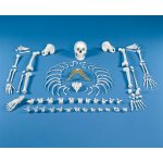 Skelett-Modell, unmontiert (Knochensammlung)