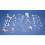 Half skeleton model, unassembled (bone collection)