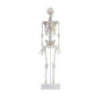 Miniatur-Skelett-Modell &quot;Daniel&quot; mit Muskelmarkierungen