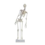 Miniature skeleton model "Fred" with movable spine and muscle markings