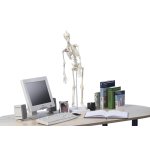 Miniatur-Skelett-Modell "Fred" beweglich, mit Muskelmarkierungen