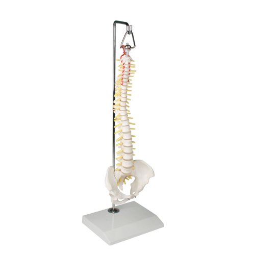 Miniature spine model on hanging stand