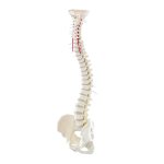 Spine model with pelvis