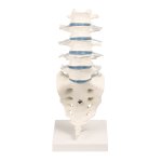 Lumbar spine model with stand