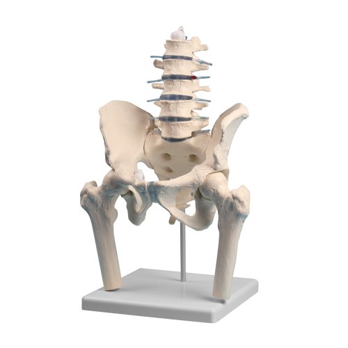 Lumbar spine model with pelvis and femoral stumps