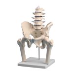 Lumbar spine model with pelvis and femoral stumps