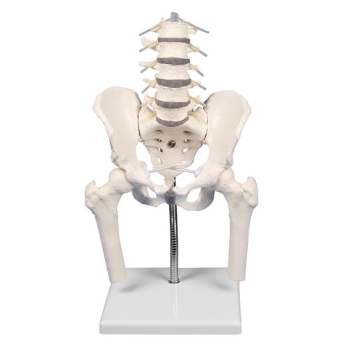 Lumbar spine model with pelvis, for demonstration of malpositions