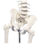 Lumbar spine model with pelvis, for demonstration of malpositions