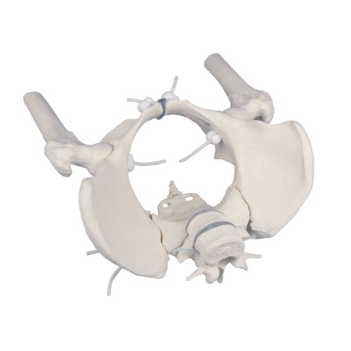 Female pelvis model with sacrum, 2 lumbar vertebrae and femoral stumps, flexible