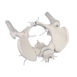 Female pelvis model with sacrum, 2 lumbar vertebrae and femoral stumps, flexible