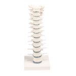 Thoracic spine model on stand