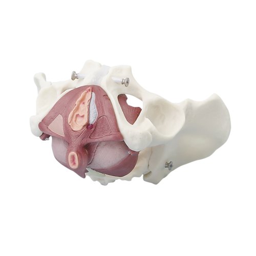 Female pelvis model with pelvic floor musculature