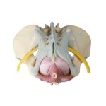 Weibliches Becken-Modell mit Bandapparat, Nerven und Beckenboden