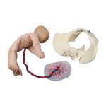 Female pelvis model with fetus doll