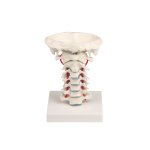 Cervical spine on stand