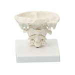 Head articulations model, natural size on stand
