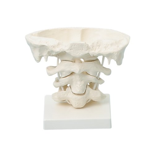 Head articulations model, 2x enlarged on stand