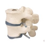 2 lumbar vertebrae model
