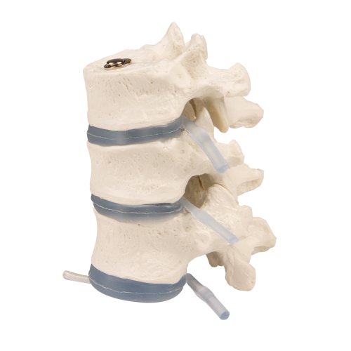 3 thoracic vertebrae model