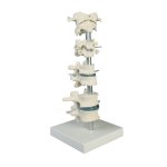 Vertebra collection, 8 vertebrae model on stand