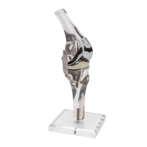 Knee model with endoprosthesis