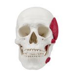 Skull model with masticatory muscles, 3 partss