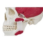 Skull model with masticatory muscles, 3 partss