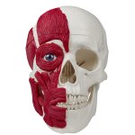 Skull model with musculature