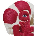 Sch&auml;del-Modell mit Muskulatur