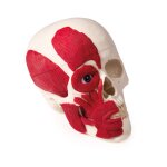 Schädel-Modell mit Muskulatur