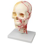 Neurovascular skull model