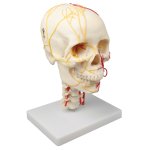 Neurovascular skull model