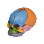 Didactic foetal skull model, 38 weeks