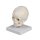 Fetus skull model, 30 weeks