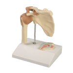 Miniature shoulder joint model with cross section
