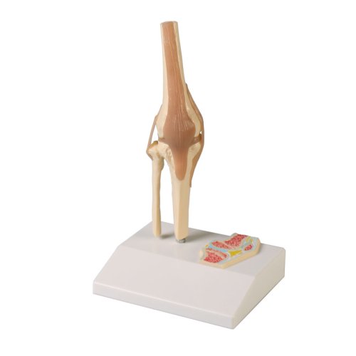 Miniature knee joint model with cross section