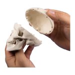 Miniature skull model, 3 parts on stand