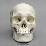 Adult skull model, male