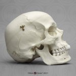 Adult skull model, male