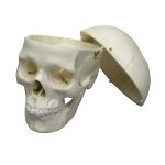 Adult skull model, female