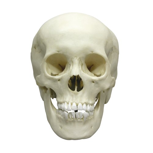 Adolescent skull model, female