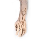 Advanced Venipuncture and Injection Arm, light