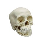 Child skull model, 12 year old