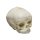 Fetal human skull model 40 weeks with calvarium cut